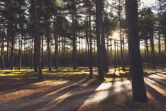 Woodland Creation